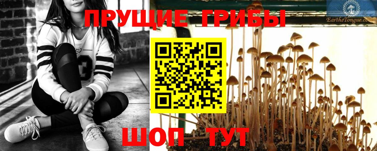 Псилоцибиновые грибы Psilocybe  Вход с VPN  Иваново 
